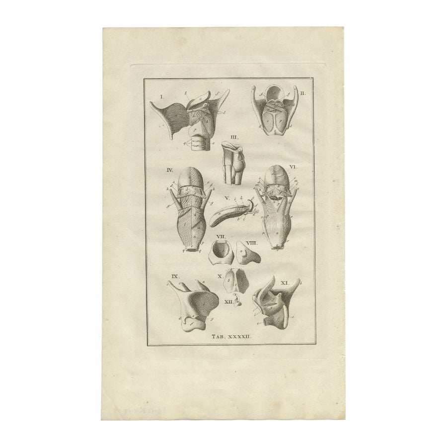 Antike Anatomie-Stickerei des Kopfes und des Hals, 1798