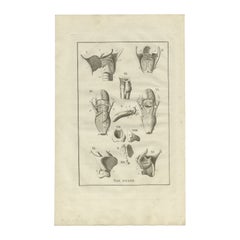 Antique Anatomy Engraving of the Head and Neck, 1798