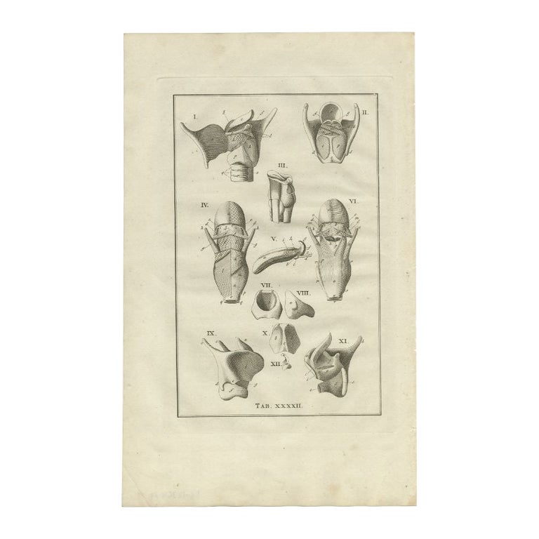 Antique Anatomy Engraving of the Head and Neck, 1798 For Sale at 1stDibs