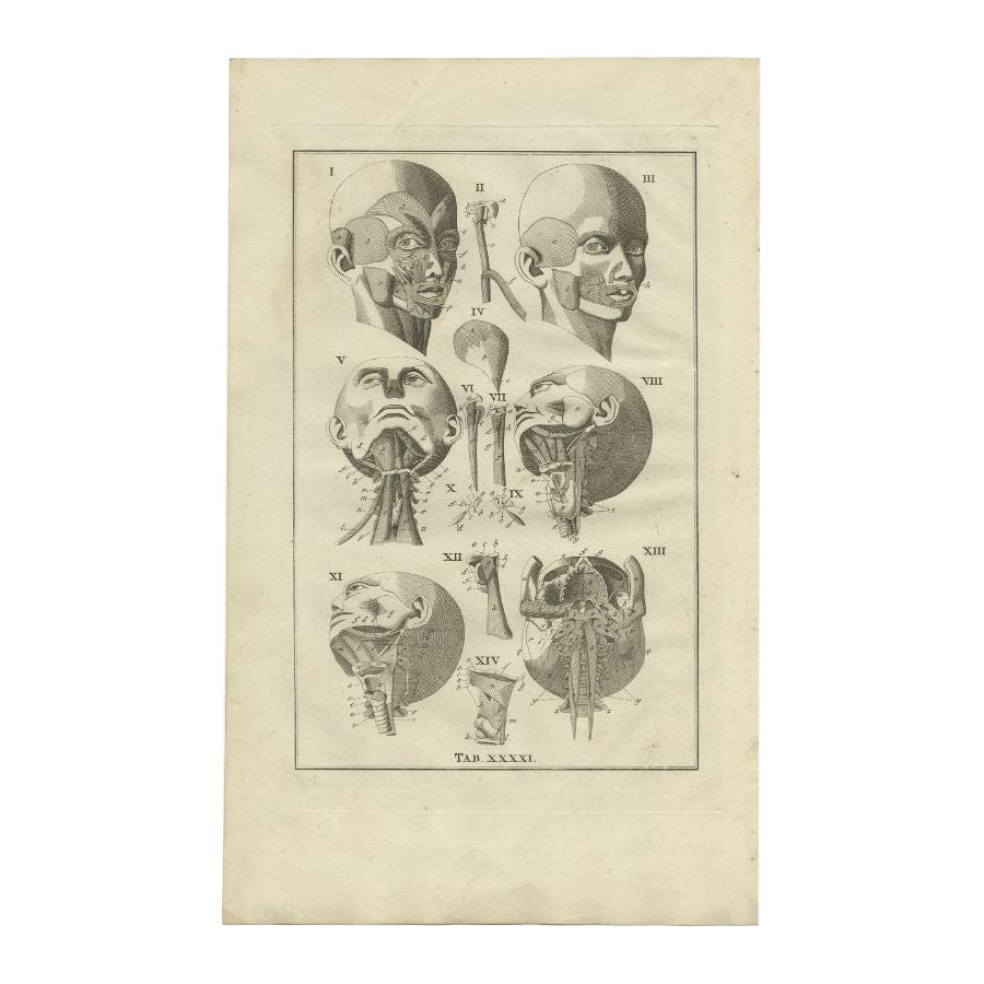 Antique Anatomy Print of the Head and Neck, 1798 For Sale