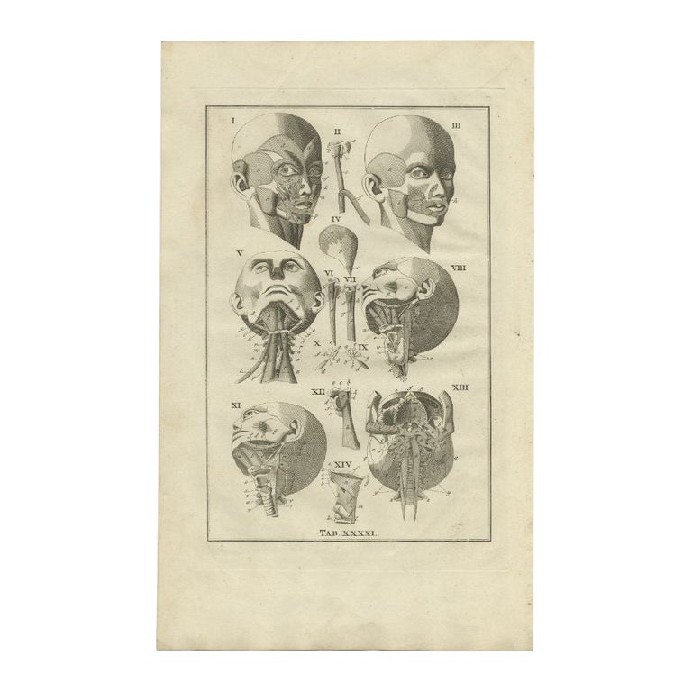 Antique Anatomy Print of the Head and Neck, 1798 For Sale at 1stDibs
