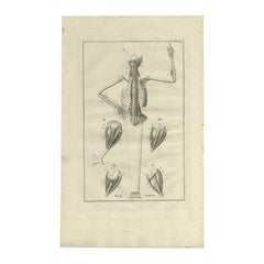 Impression ancienne d'anatomie du système musculaire, 1798