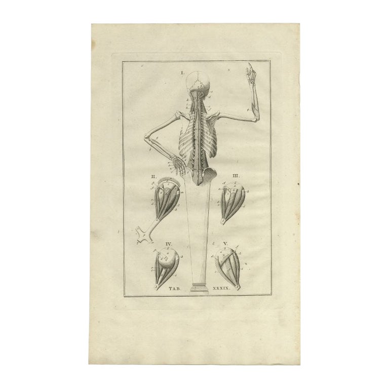 Antique Anatomy Print of the Muscular System, 1798 For Sale at 1stDibs