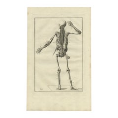 Impression ancienne d'anatomie du système musculaire, 1798