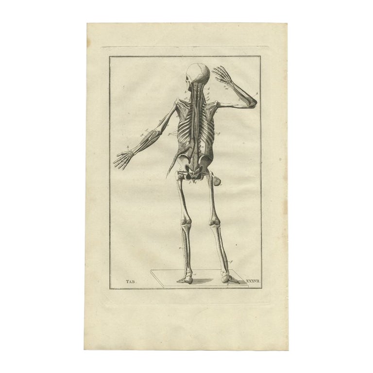 Antique Anatomy Print of the Muscular System, 1798 For Sale at 1stDibs