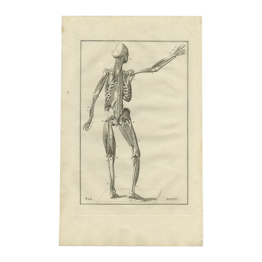 Antique Anatomy Print of the Muscular System by Elwe, 1798 For Sale