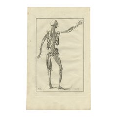 Antique Anatomy Print of the Muscular System by Elwe, 1798