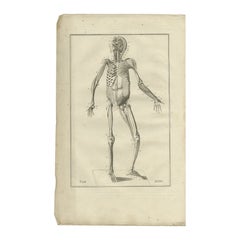 Impression ancienne d'anatomie du système musculaire, 1798