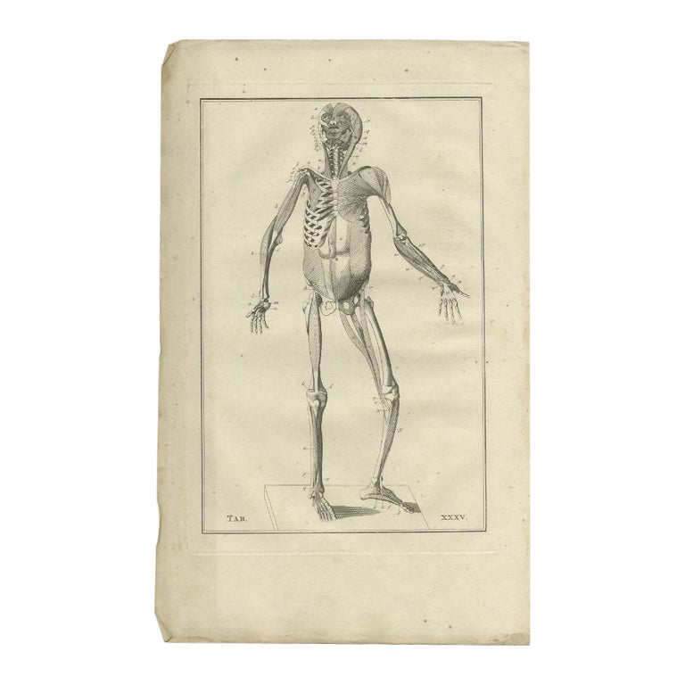 Antique Anatomy Print of the Muscular System, 1798 For Sale at 1stDibs