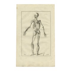 Antiker Anatomiedruck des Muscular Systems, 1798