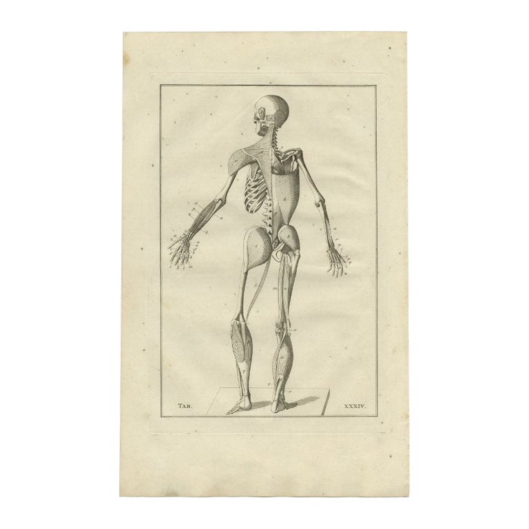 Antique Anatomy Print of the Muscular System, 1798 For Sale at 1stDibs