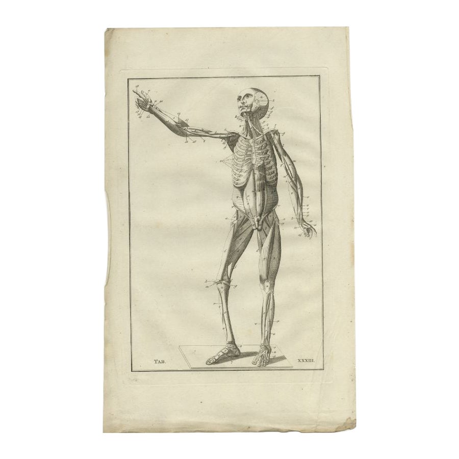 Grabado antiguo de anatomía del sistema muscular, 1798 en venta