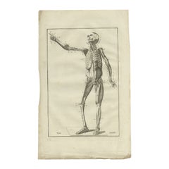 Impression ancienne d'anatomie du système musculaire, 1798
