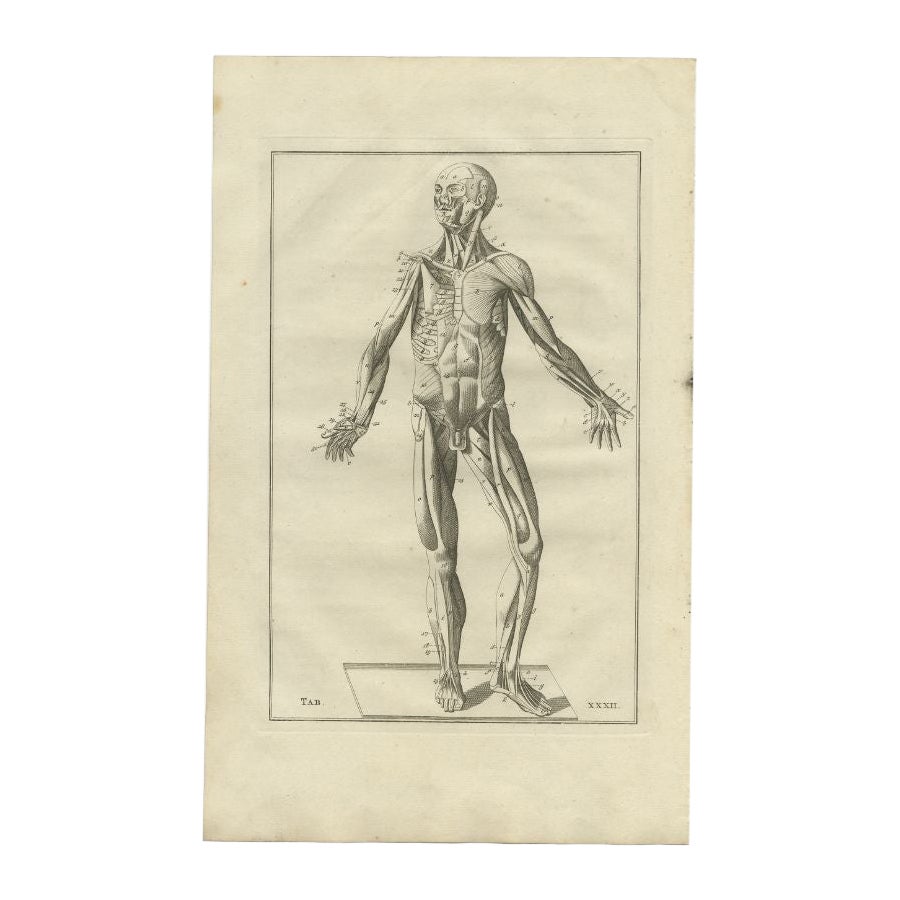 Grabado antiguo de anatomía del sistema muscular, 1798