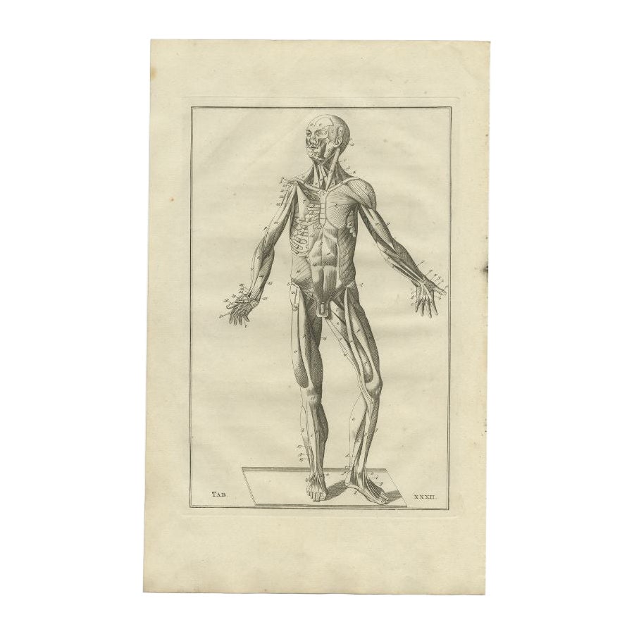 Gravure antique d'anatomie du système musculaire, 1798