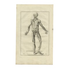 Antique Anatomy Engraving of the Muscular System, 1798