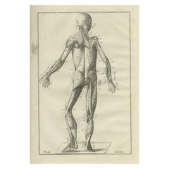 Impression ancienne d'anatomie du système musculaire, 1798