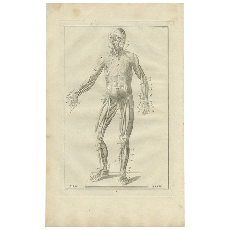 Ancienne estampe d'anatomie médicale du système musculaire, 1798