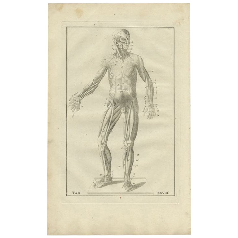 Antique Medical Anatomy Print of the Muscular System, 1798 For Sale at ...