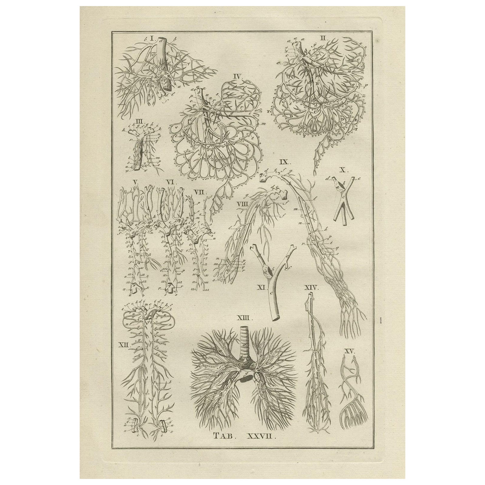 Antique Anatomy Print of the Venous System, 1798 For Sale