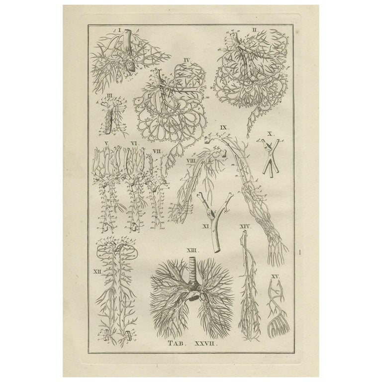 Antique Anatomy Print of the Venous System, 1798 For Sale at 1stDibs