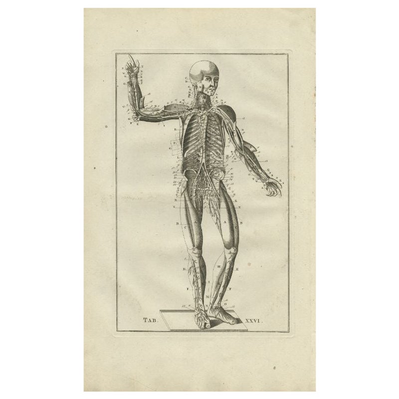 Rare Antique Anatomy Print of the Muscular and Venous System, 1798 For Sale