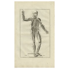 Rare impression ancienne d'anatomie du système musculaire et vénitien, 1798
