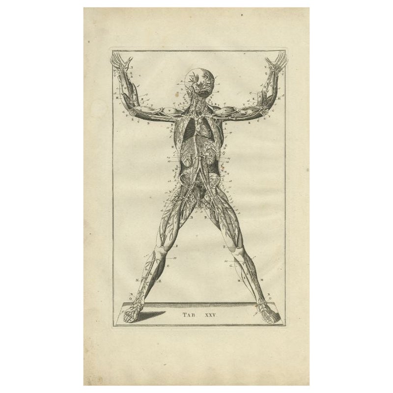 Impression anatomique ancienne du système musculaire et vénitien, 1798