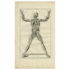 Grabado antiguo de anatomía del sistema muscular y venoso, 1798
