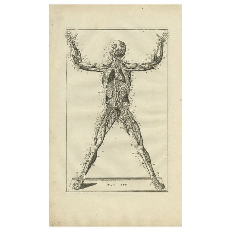 Antique Anatomy Print of the Muscular and Venous System, 1798 For Sale ...