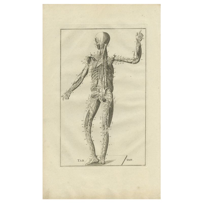 Original Antique Anatomy Print of the Muscular and Venous System, 1798 For Sale