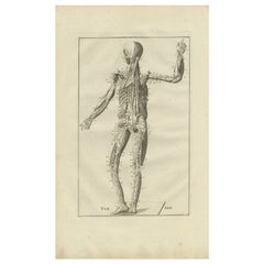Impression originale et ancienne d'anatomie du système musculaire et vénitien, 1798