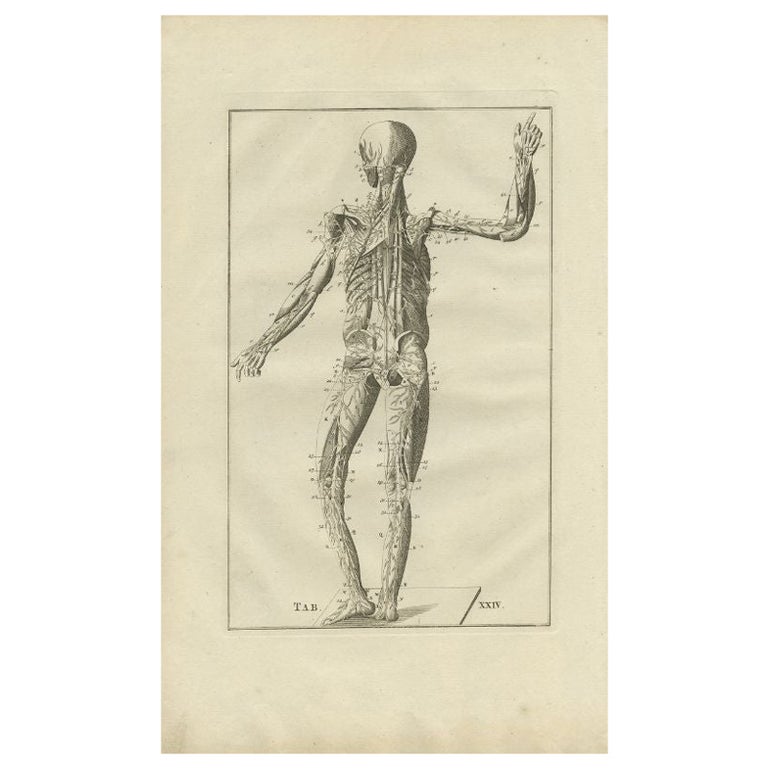 Original Antique Anatomy Print of the Muscular and Venous System, 1798 ...