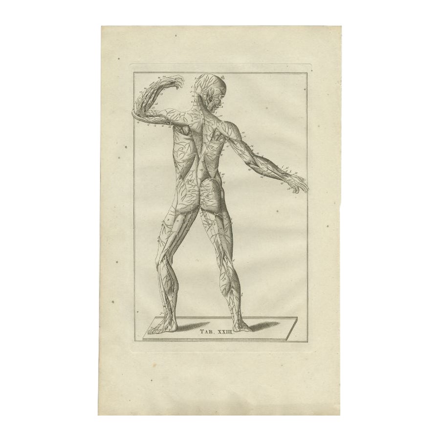 Impression ancienne d'anatomie du système musculaire et nerveux, 1798 en vente