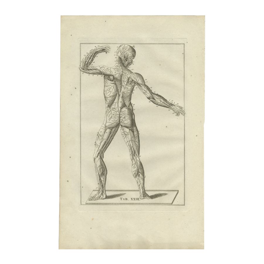 Grabado antiguo de anatomía del sistema muscular y nervioso, 1798