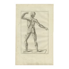 Impression ancienne d'anatomie du système musculaire et nerveux, 1798