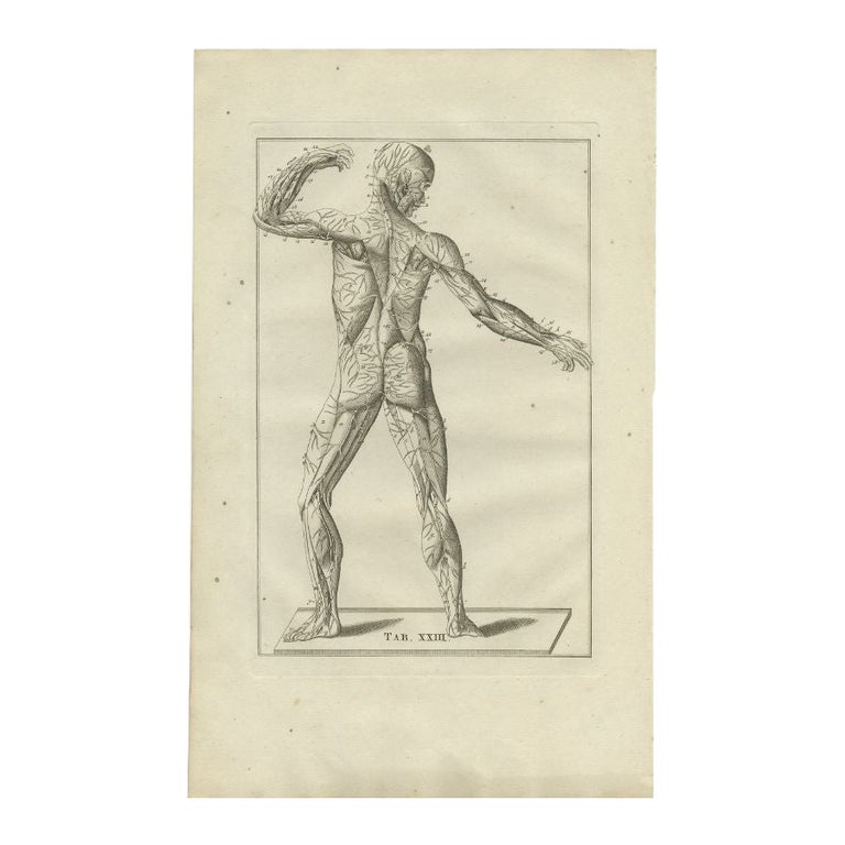 Antique Anatomy Print of the Muscular and Nervous System, 1798 For Sale ...