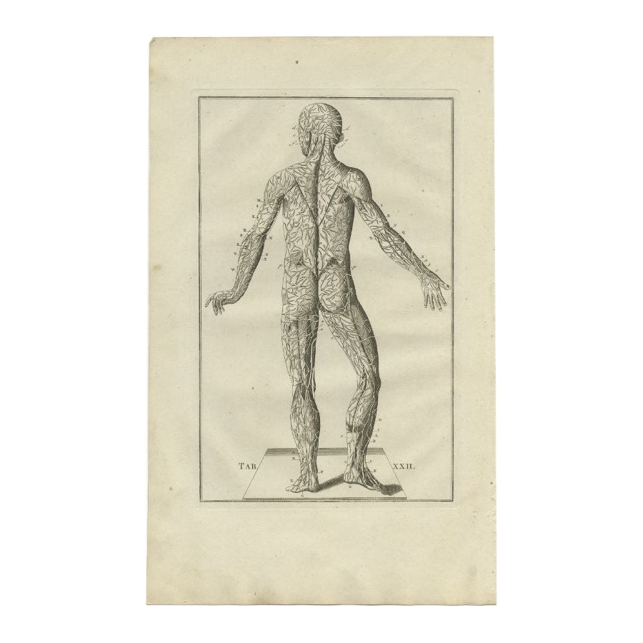 Grabado antiguo de anatomía del sistema muscular, 1798