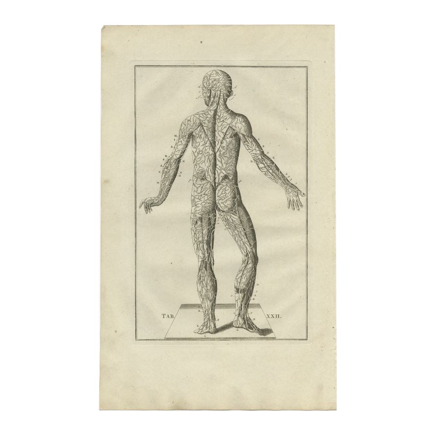 Impression ancienne d'anatomie du système musculaire, 1798