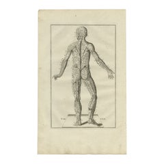 Antique Anatomy Print of the Muscular System, 1798