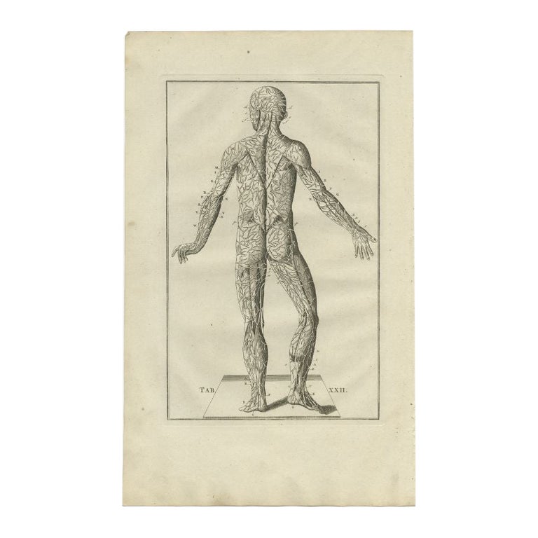 Antique Anatomy Print of the Muscular System, 1798 For Sale at 1stDibs