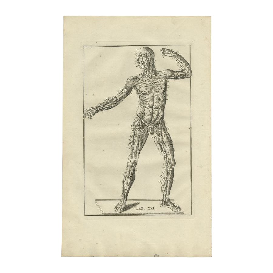 Antique Anatomy Print of the Muscular System, 1798 For Sale