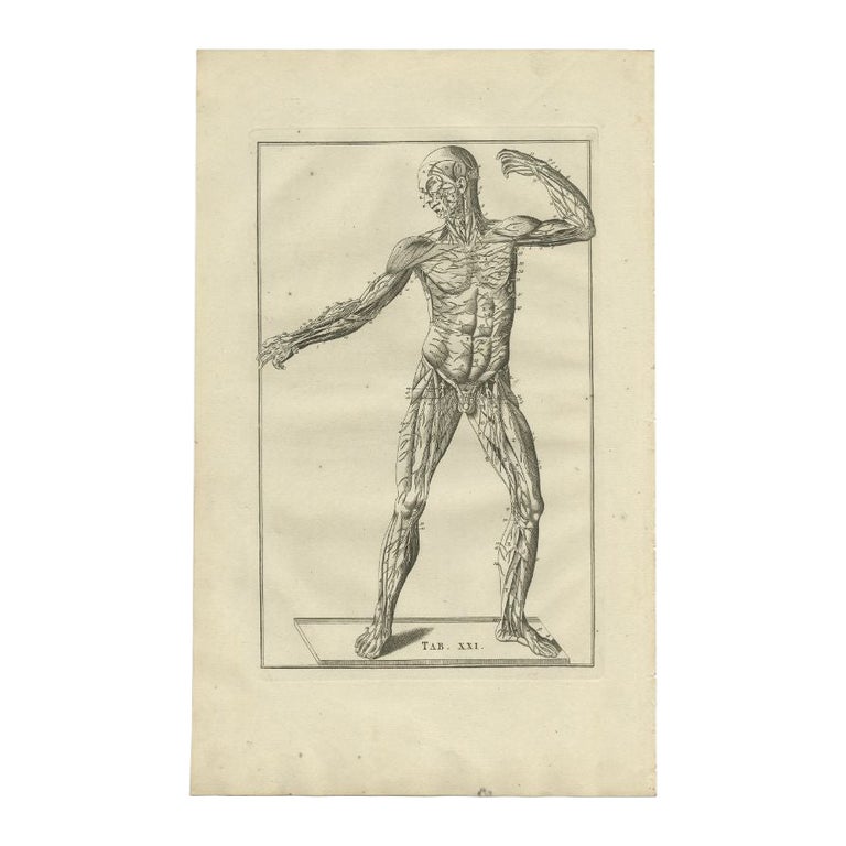 Antique Anatomy Print of the Muscular System, 1798 For Sale at 1stDibs