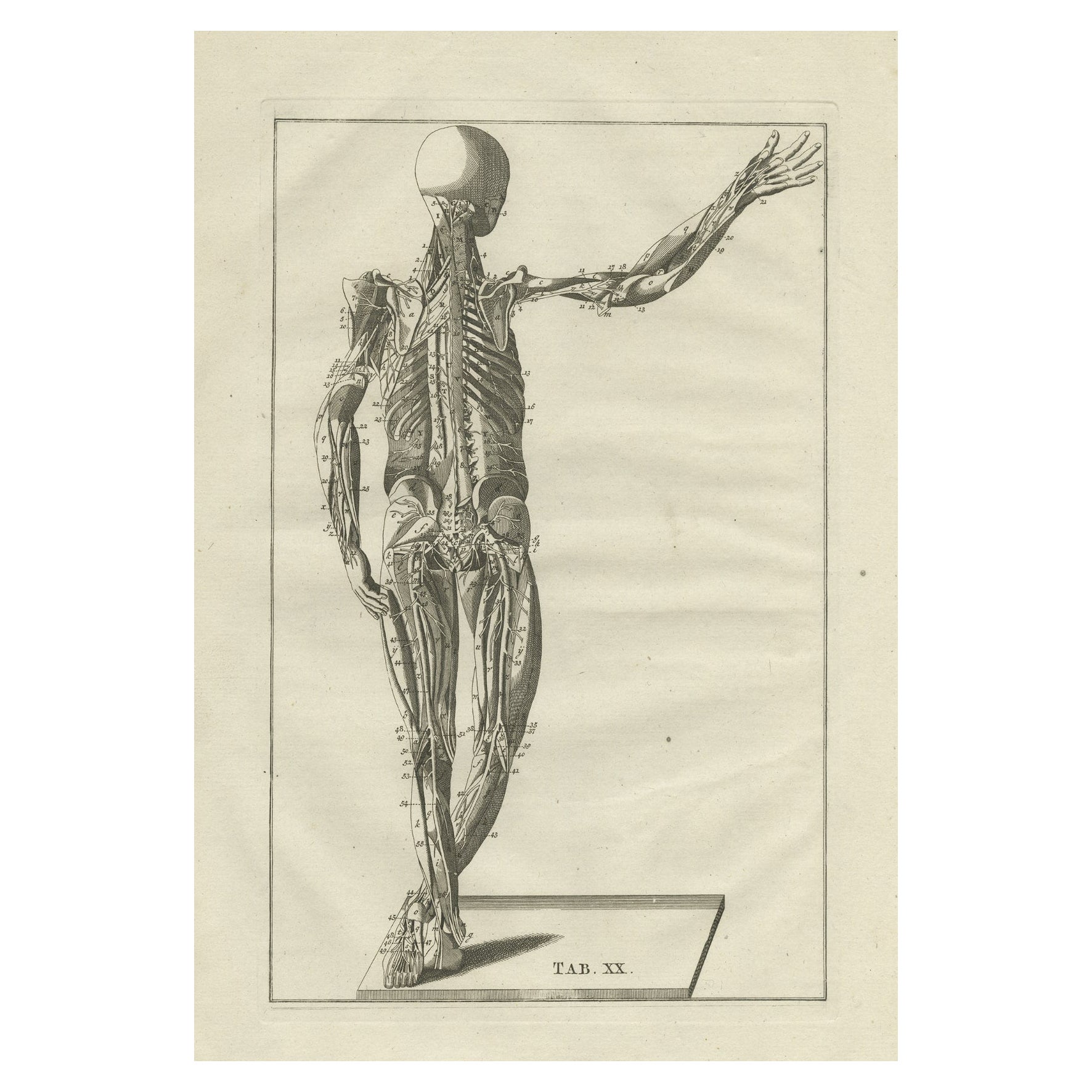 Gravure d'anatomie d'origine du système musculaire, 1798