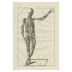 Original Antique Anatomy Engraving of the Muscular System, 1798