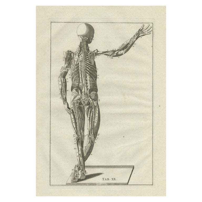 Original Antique Anatomy Engraving of the Muscular System, 1798 For ...
