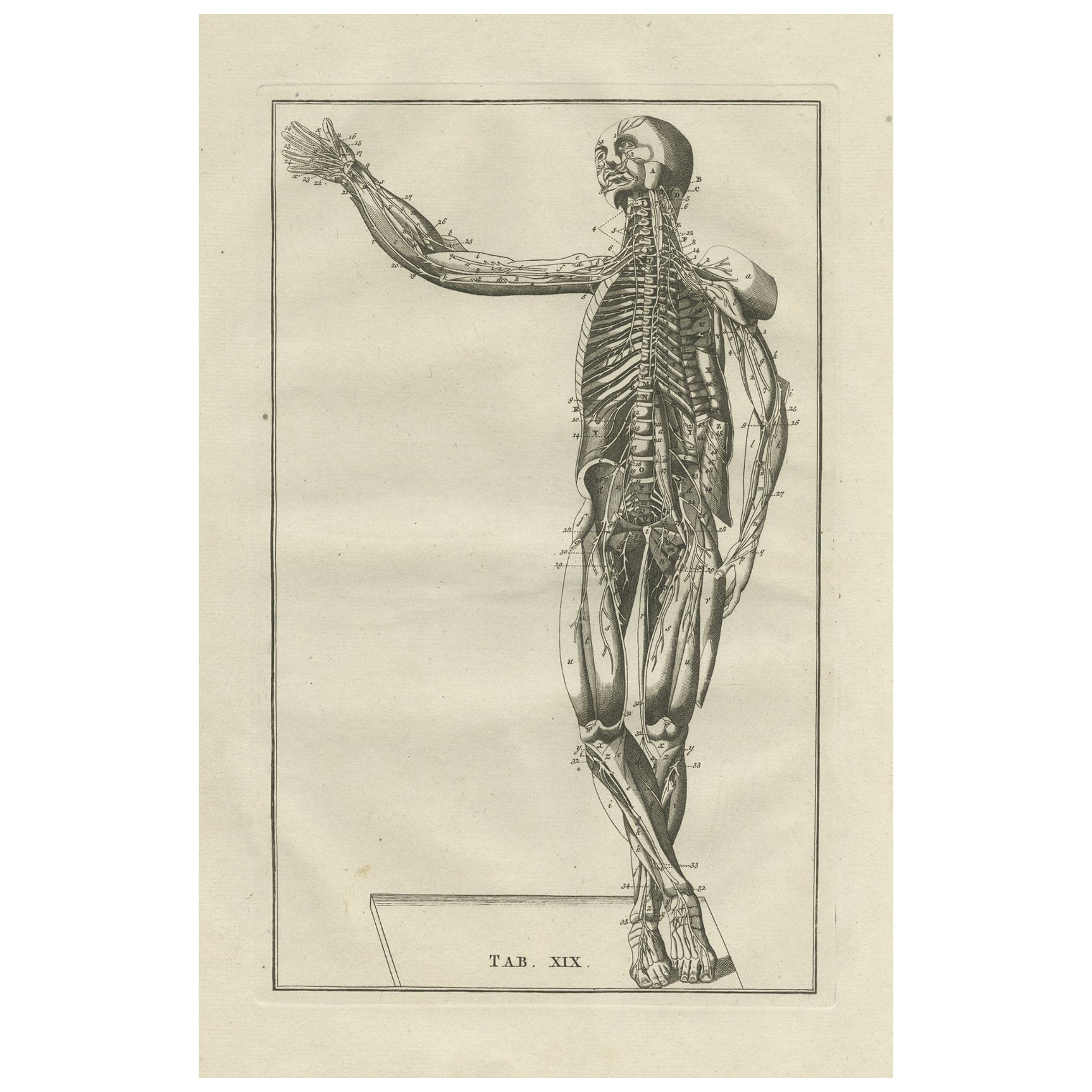 Antique Anatomy Print of the Muscular System, 1798