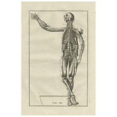 Antique Anatomy Print of the Muscular System, 1798