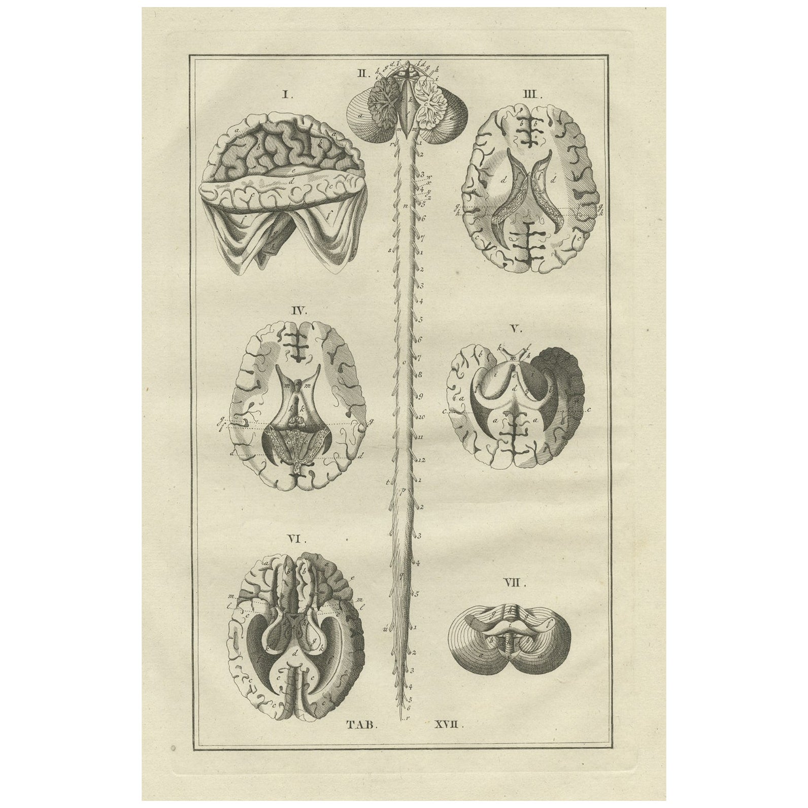 Antique Anatomy Print of the Brain and Spinal Cord, 1798 For Sale