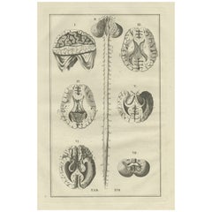 Antique Anatomy Print of the Brain and Spinal Cord, 1798